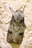 Agrotis puta